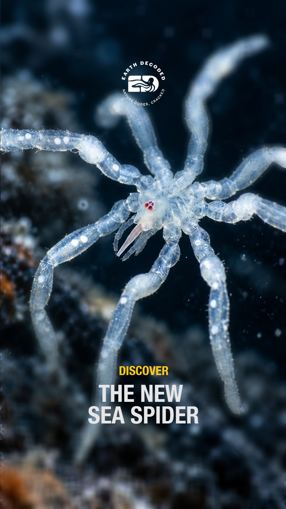 Earth Decoded episode cover: The New Sea Spider